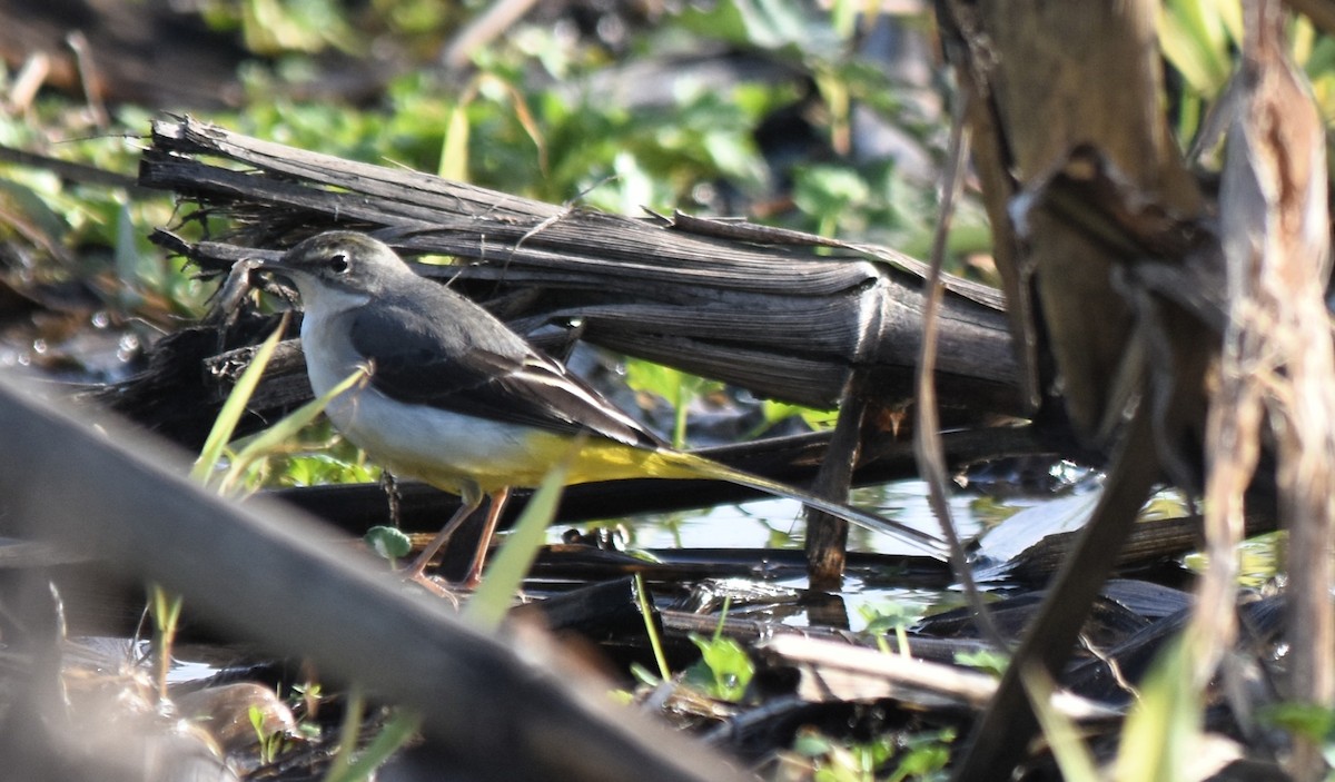 灰鶺鴒 - ML646175837