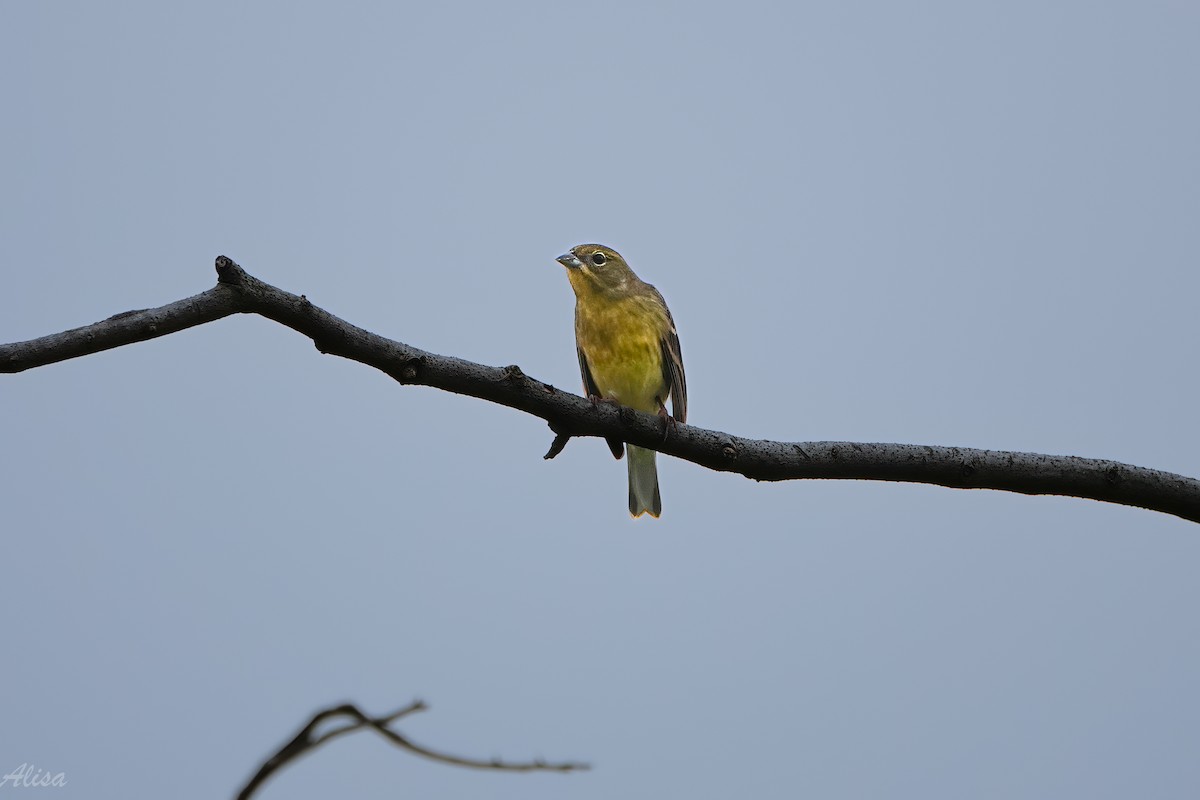 Yellow Bunting - ML646175838