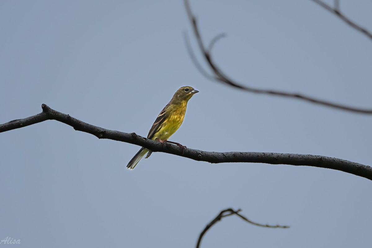 Yellow Bunting - ML646175839