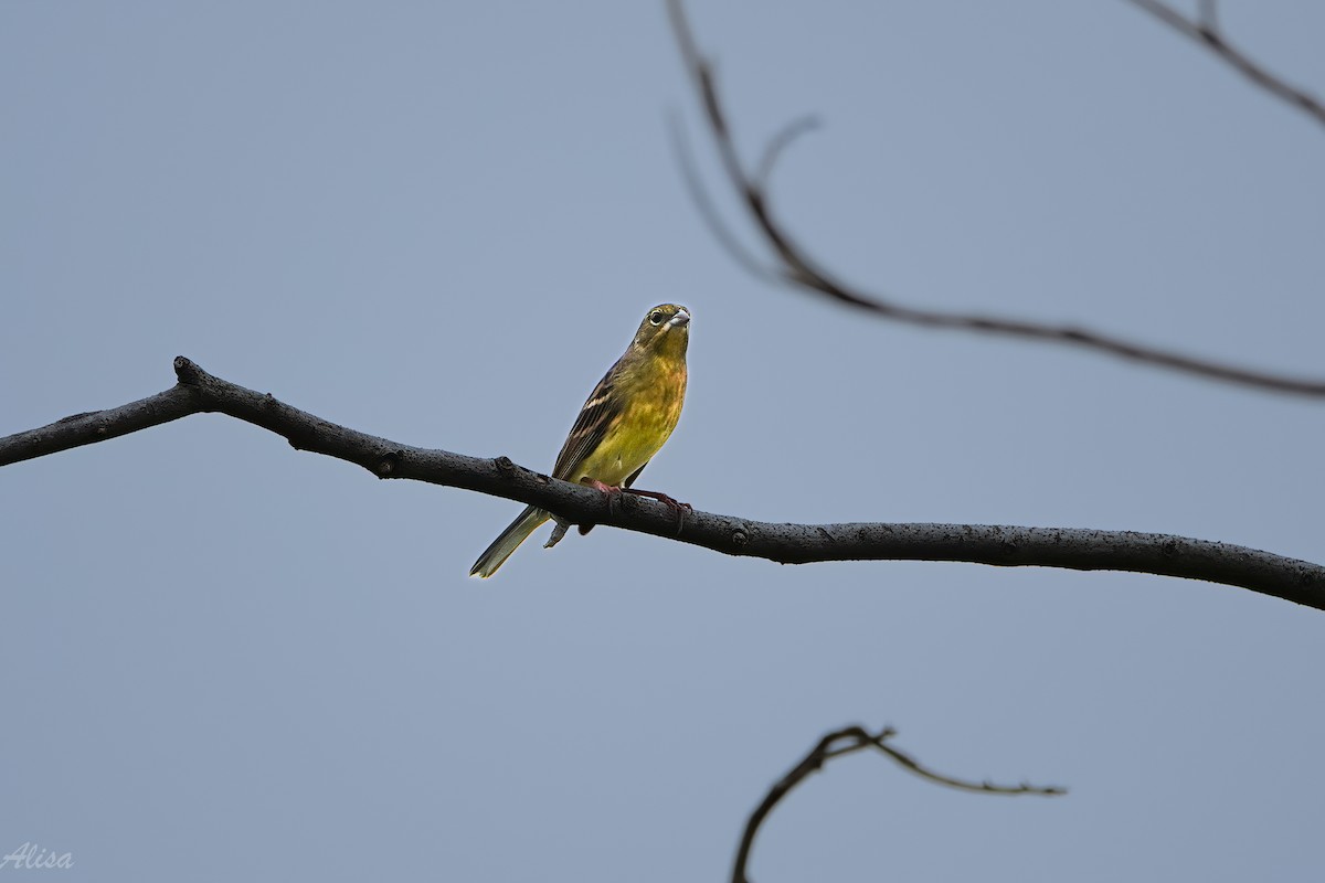 Yellow Bunting - ML646175840