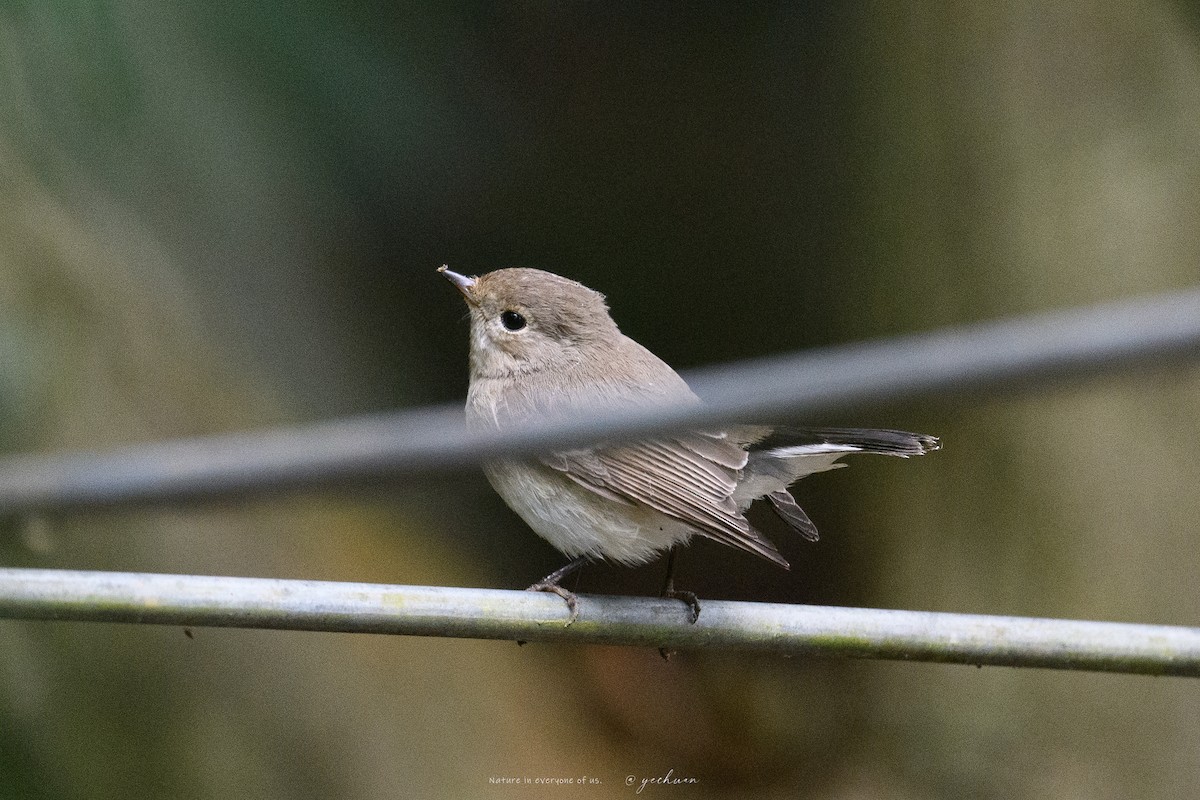 Taiga Flycatcher - ML646175841