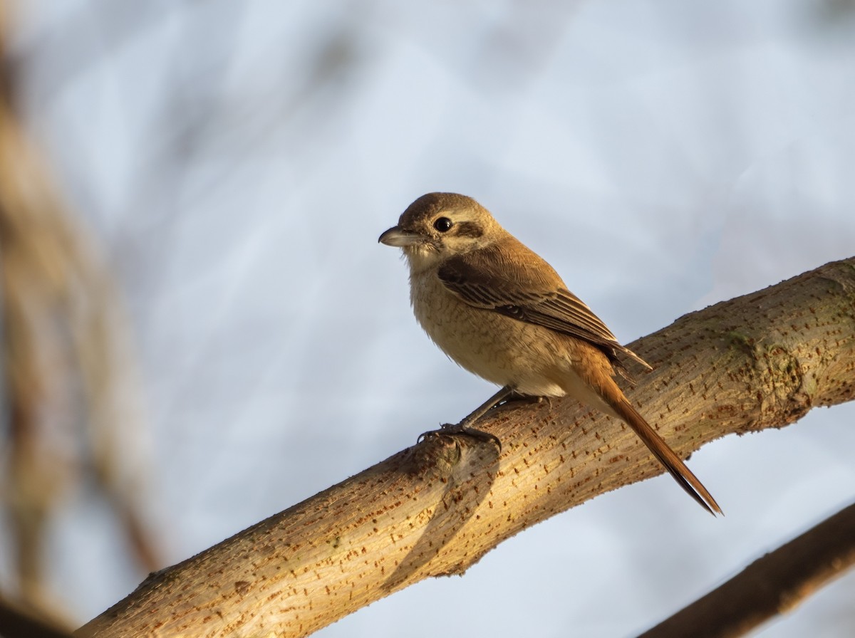 Brown Shrike - ML646175843