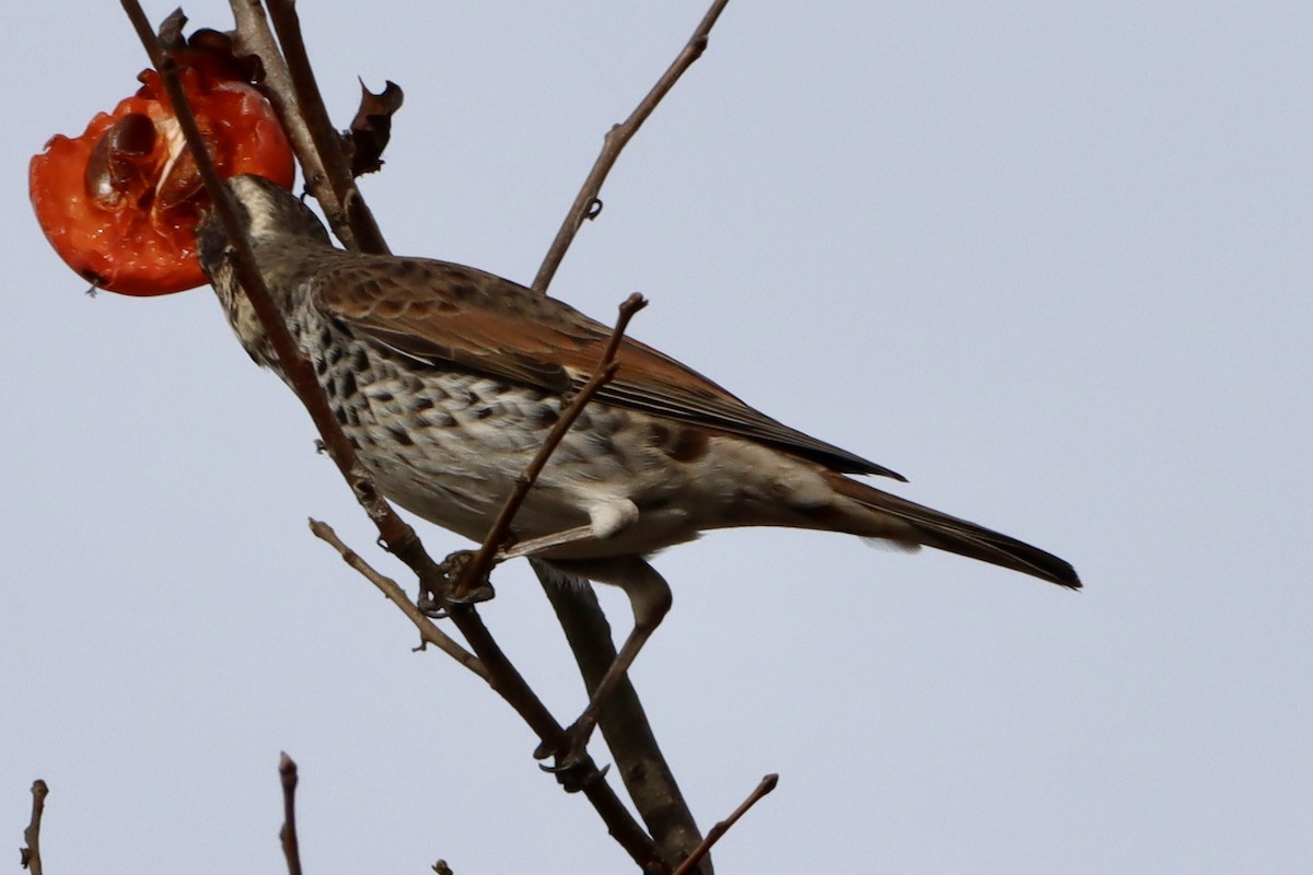 斑點鶇 - ML646175846