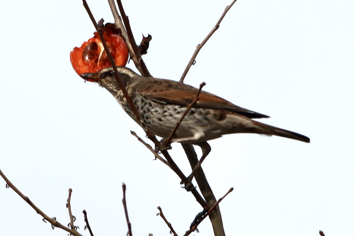 斑點鶇 - ML646175847