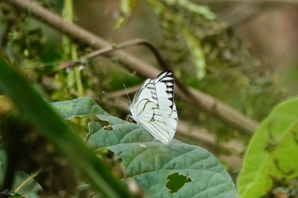 Striped Albatross - ML646175849