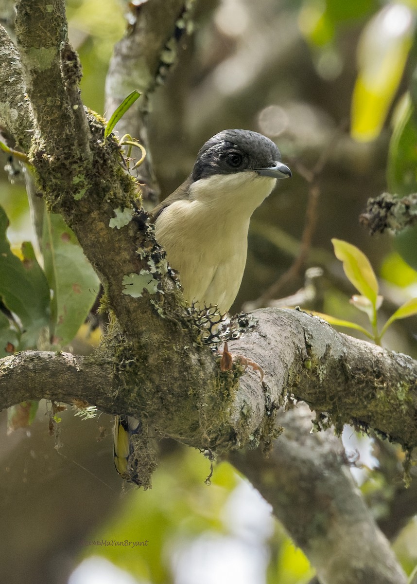 White-browed Shrike-Babbler - ML646175861
