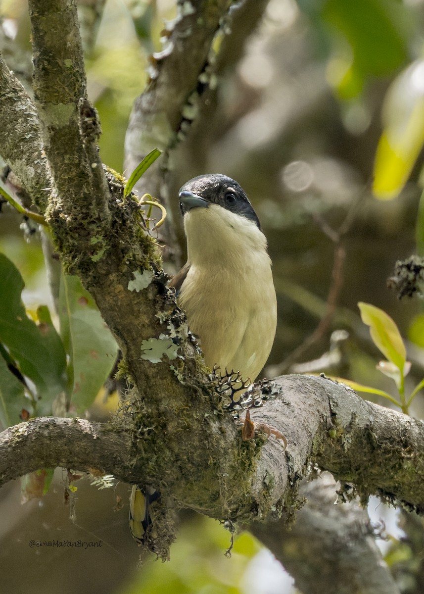 White-browed Shrike-Babbler - ML646175862