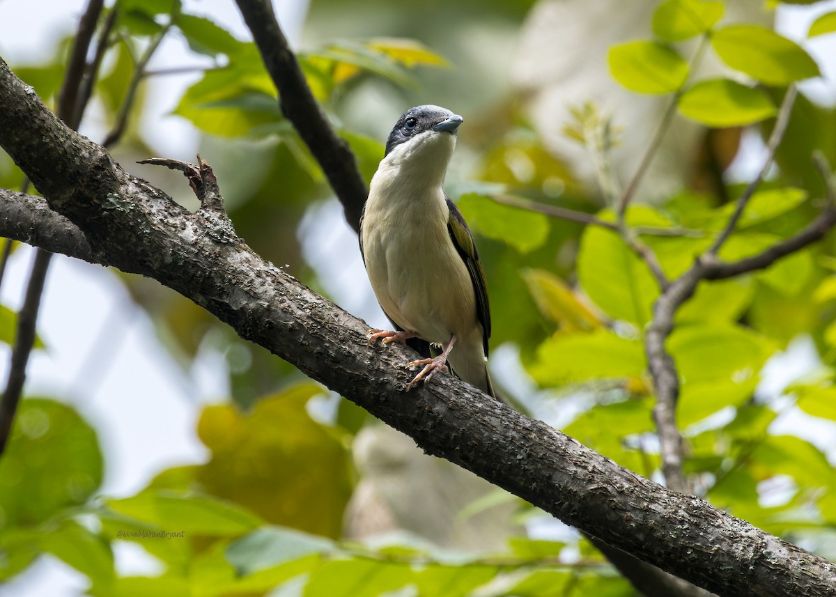 White-browed Shrike-Babbler - ML646175863