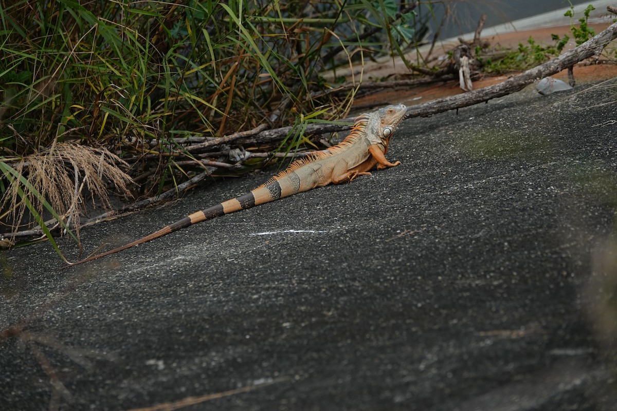 Green Iguana - ML646175864