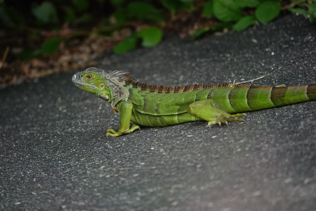 Green Iguana - ML646175872