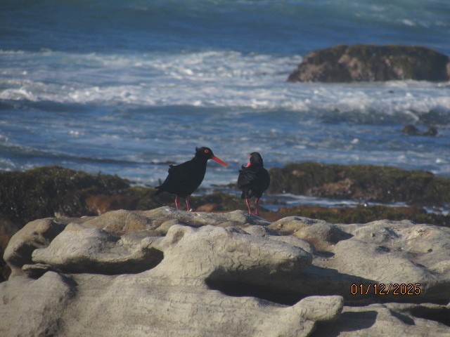 African Oystercatcher - ML646175874