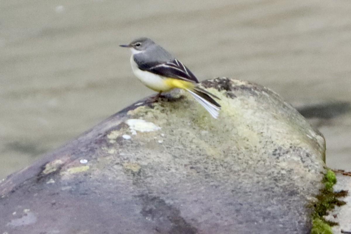 灰鶺鴒 - ML646175875