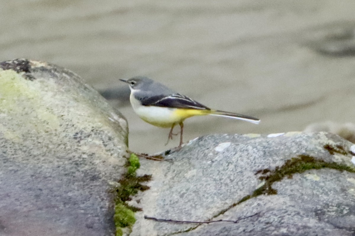 灰鶺鴒 - ML646175876