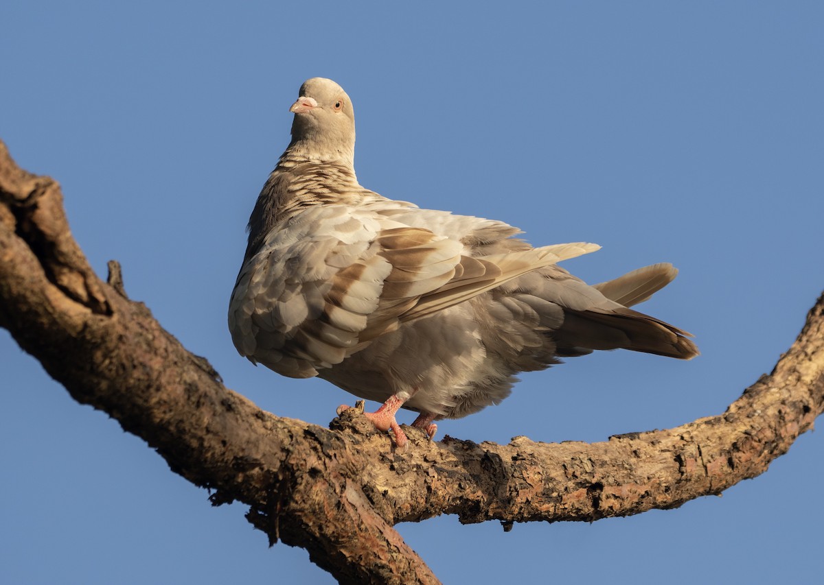 Rock Pigeon (Feral Pigeon) - ML646175883