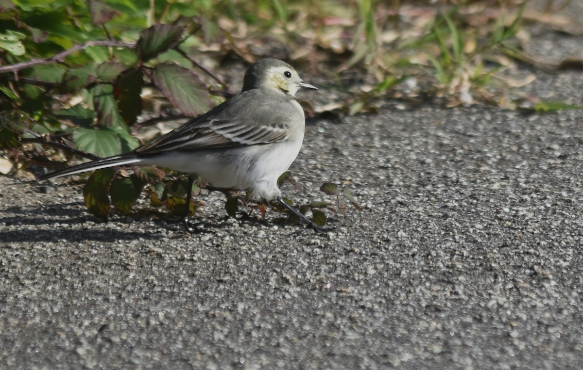 白鶺鴒 - ML646175884