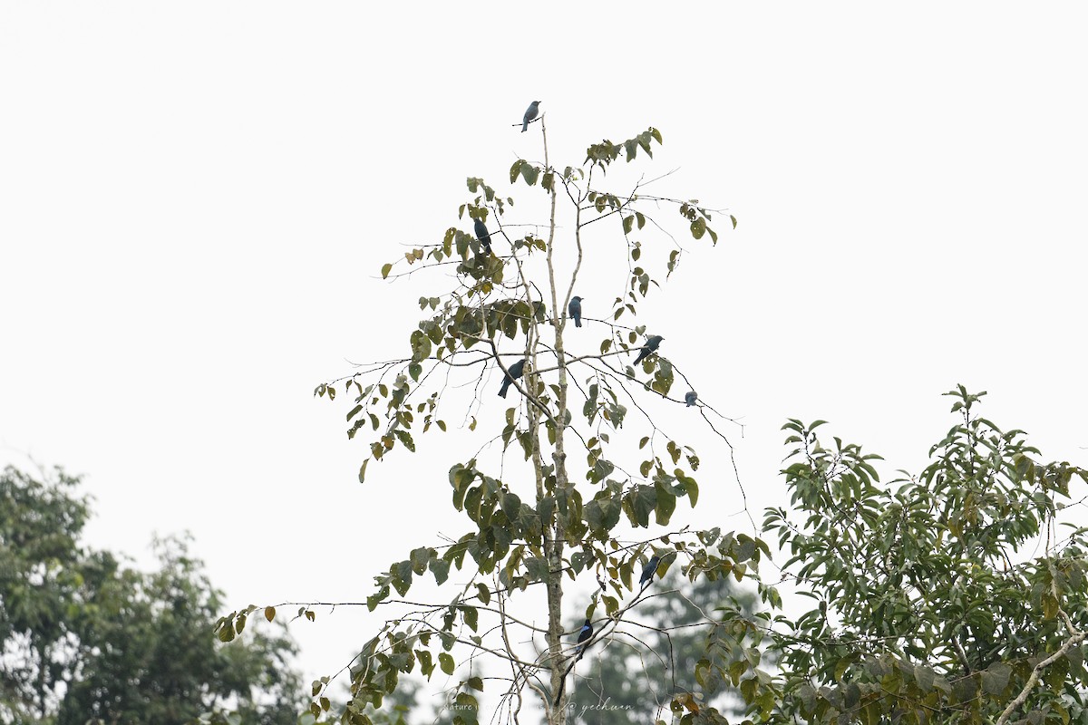 Asian Fairy-bluebird - ML646175887