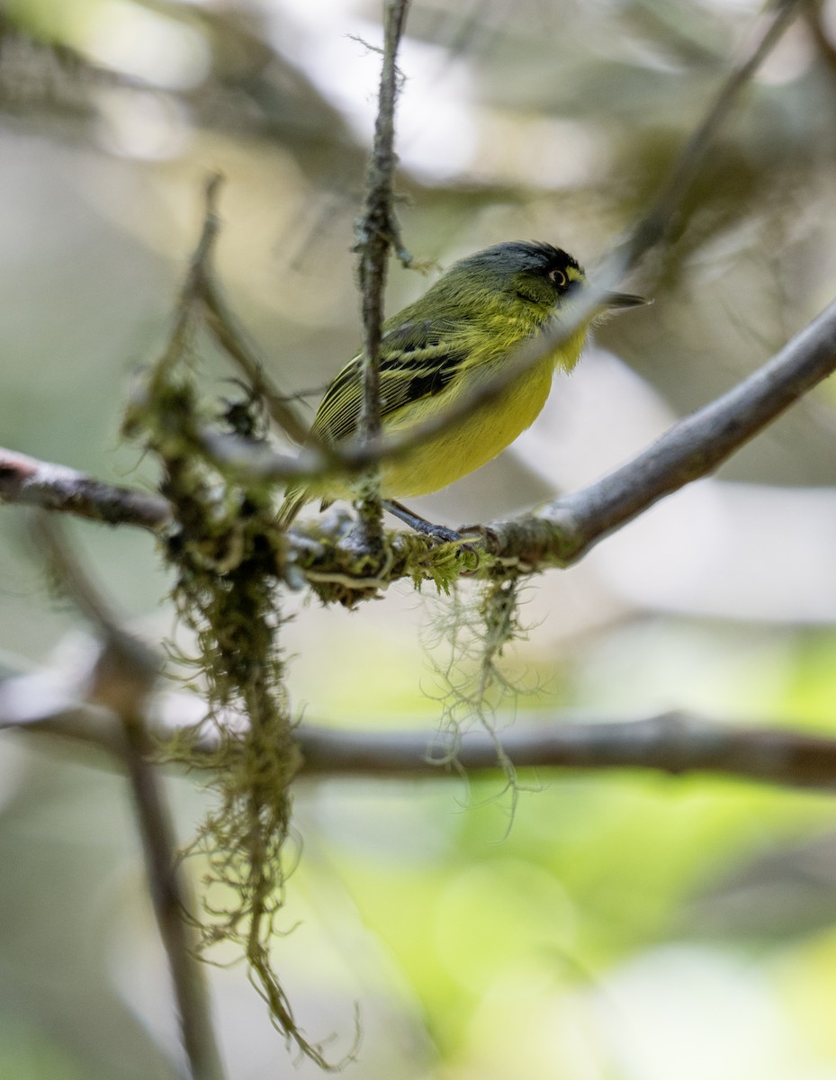 Gray-headed Tody-Flycatcher - ML646175888