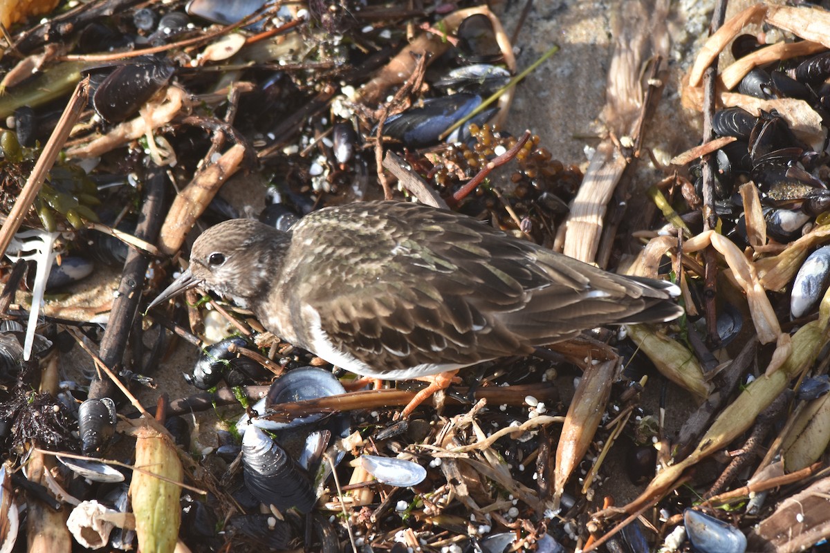 翻石鷸 - ML646175896