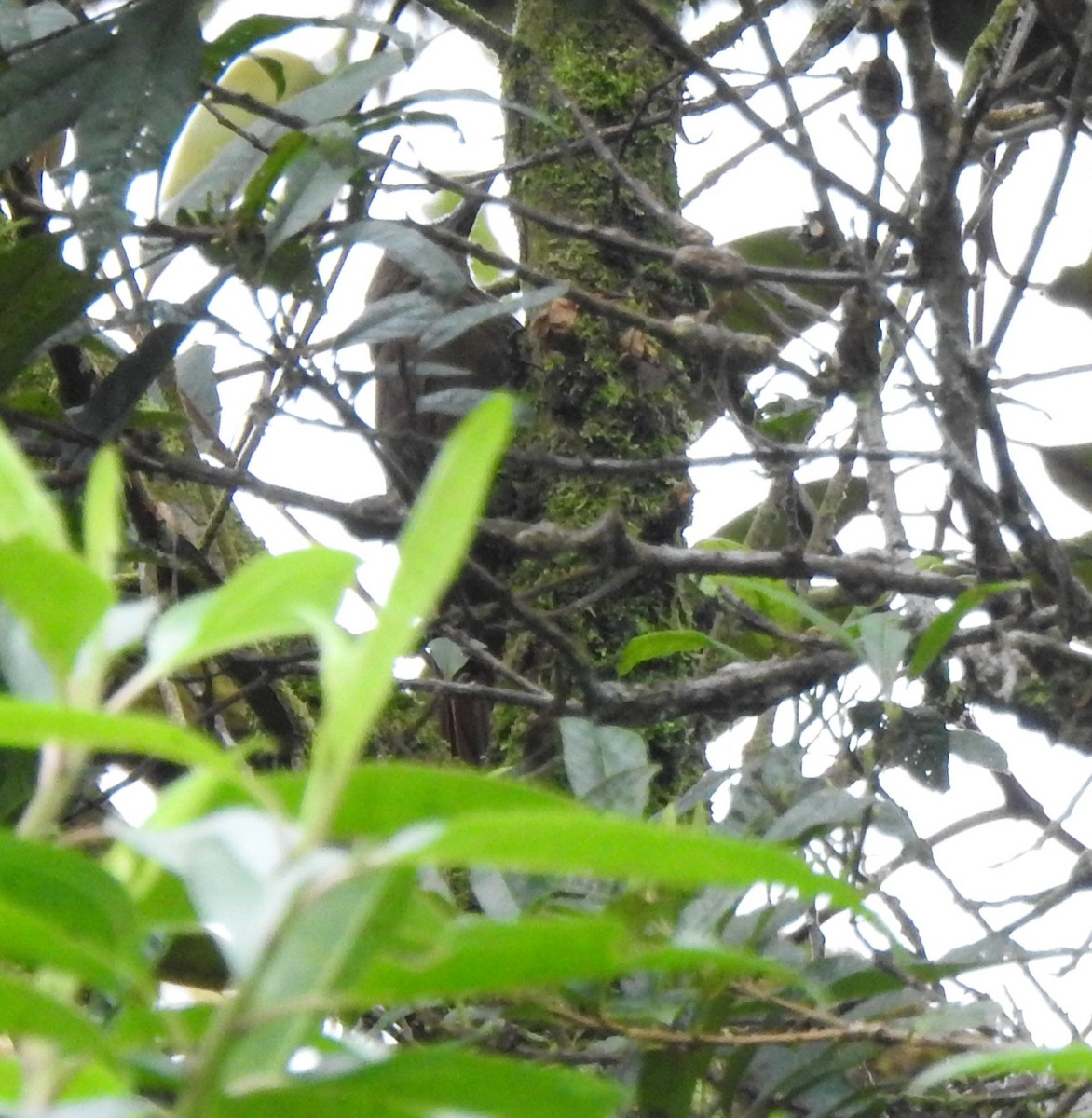 Tyrannine Woodcreeper - ML646175897