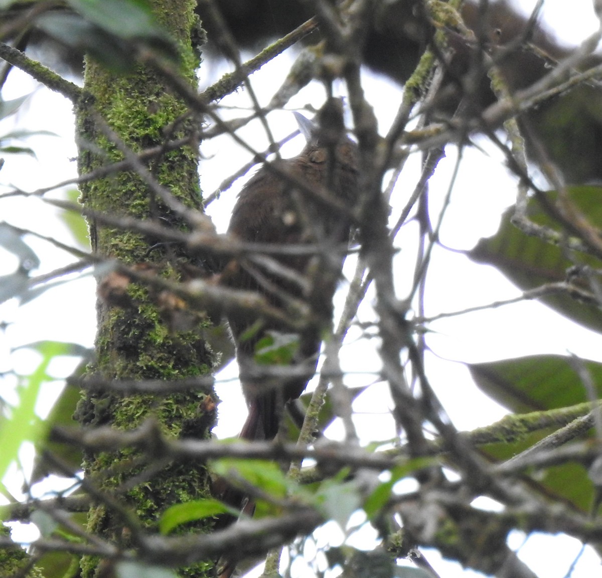 Tyrannine Woodcreeper - ML646175898