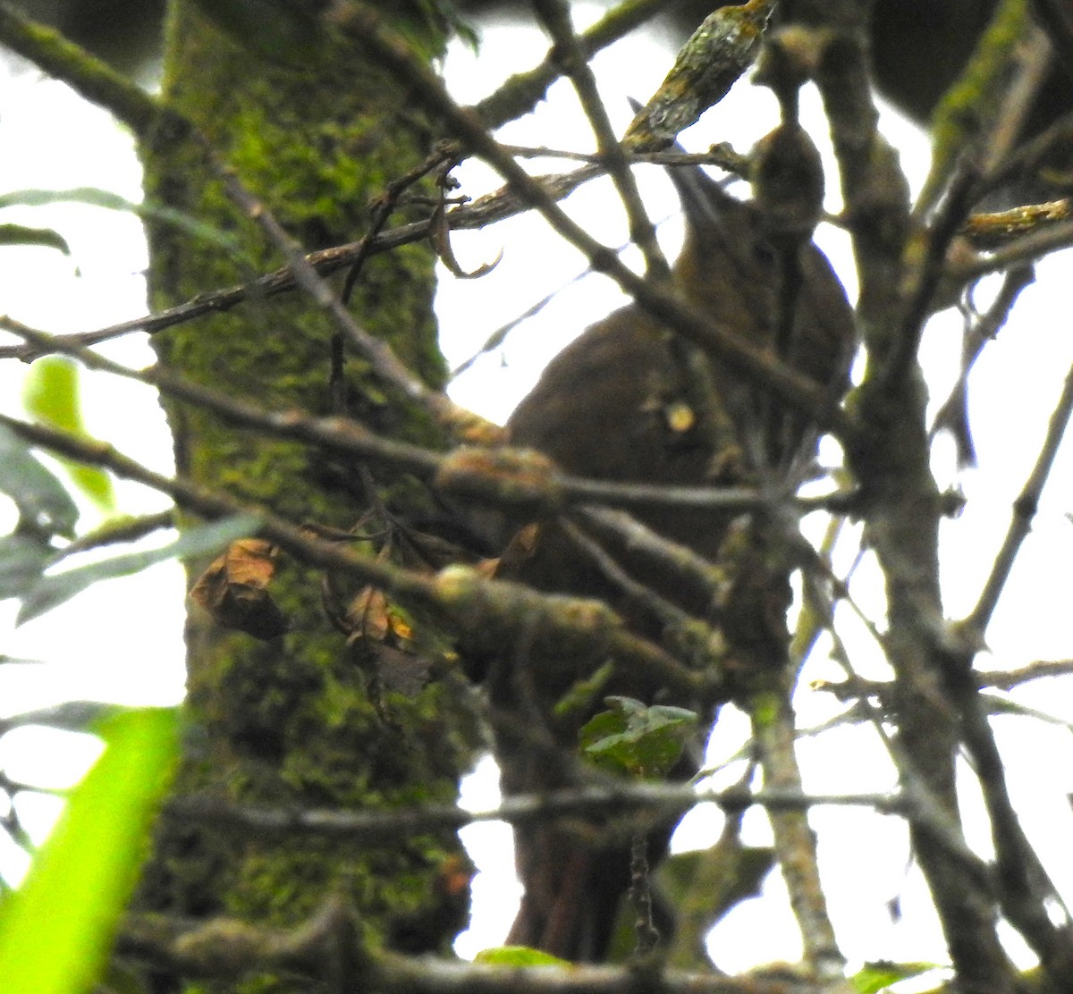 Tyrannine Woodcreeper - ML646175899