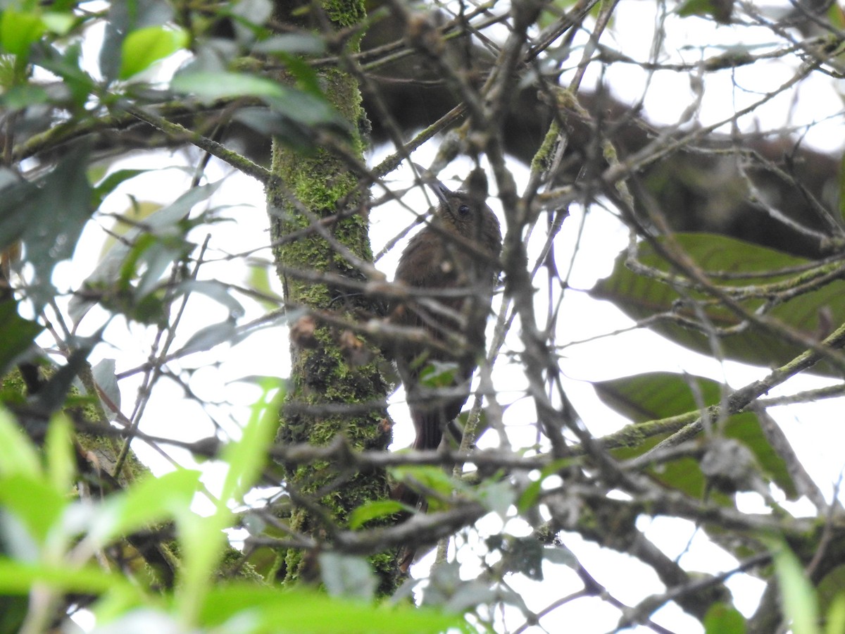 Tyrannine Woodcreeper - ML646175900