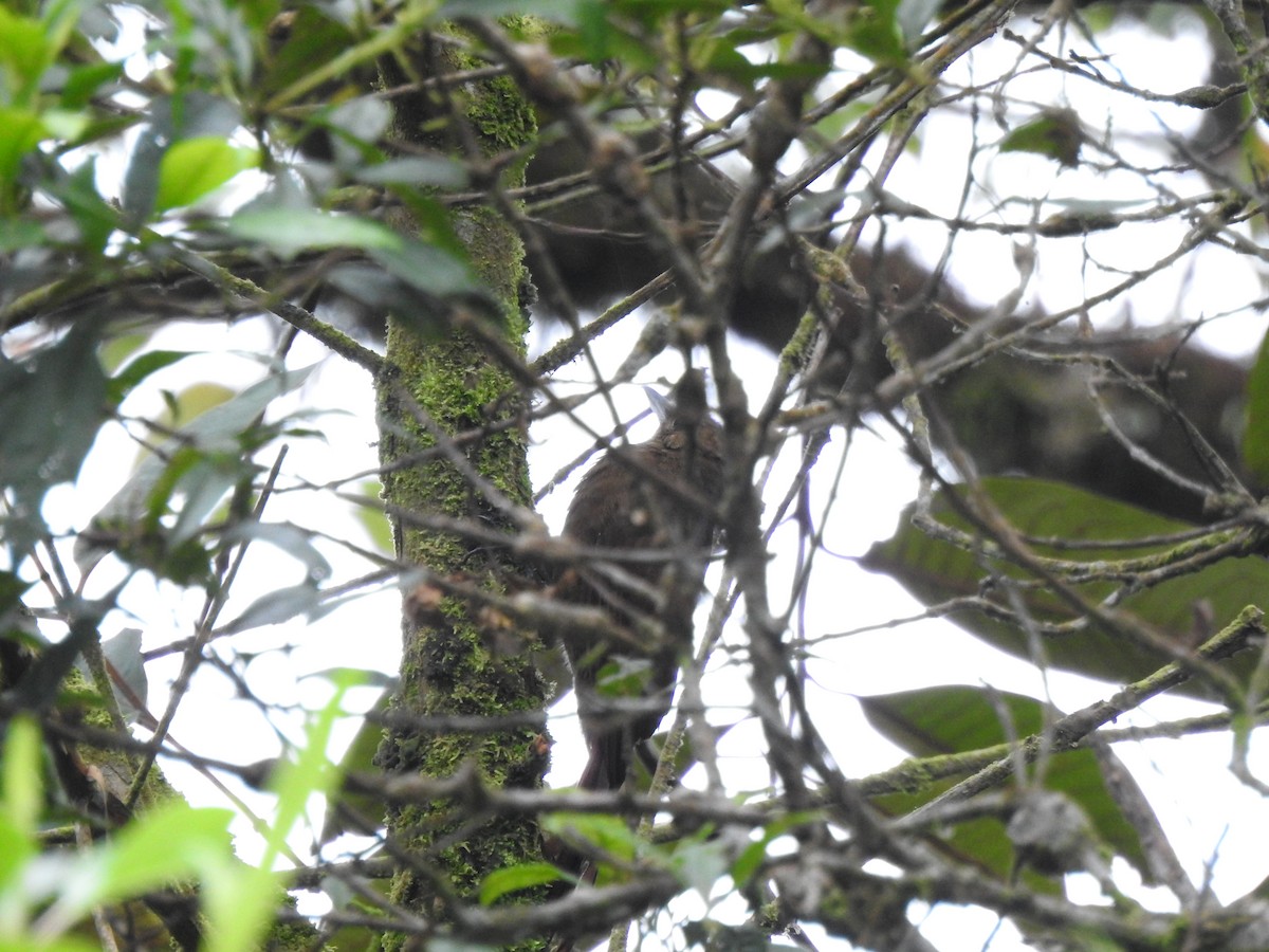 Tyrannine Woodcreeper - ML646175901