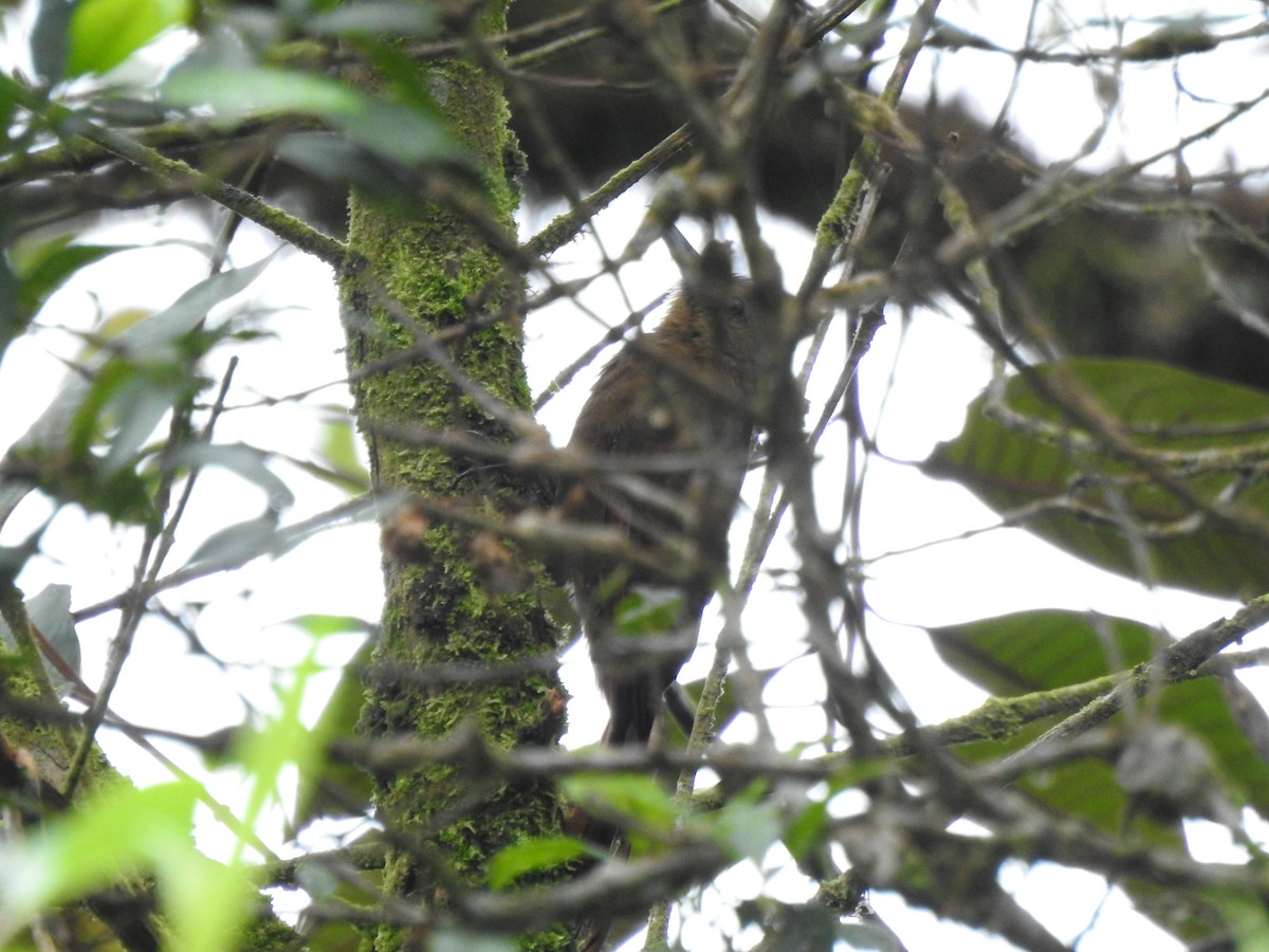 Tyrannine Woodcreeper - ML646175902