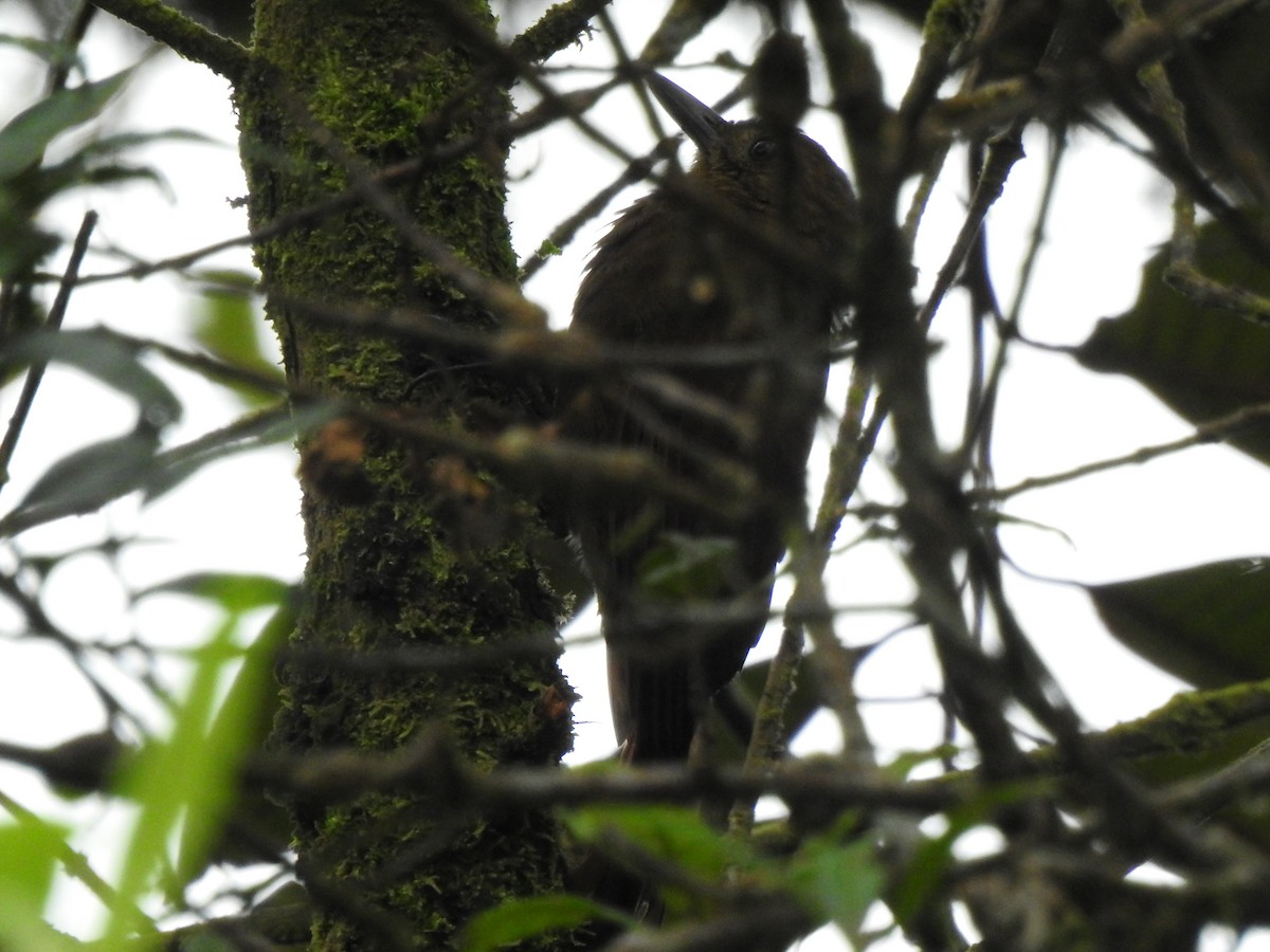 Tyrannine Woodcreeper - ML646175903