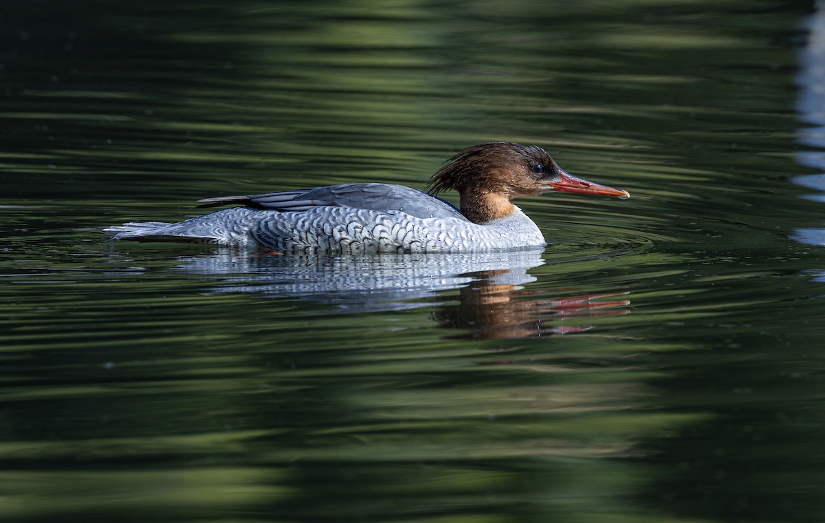 Scaly-sided Merganser - ML646175906