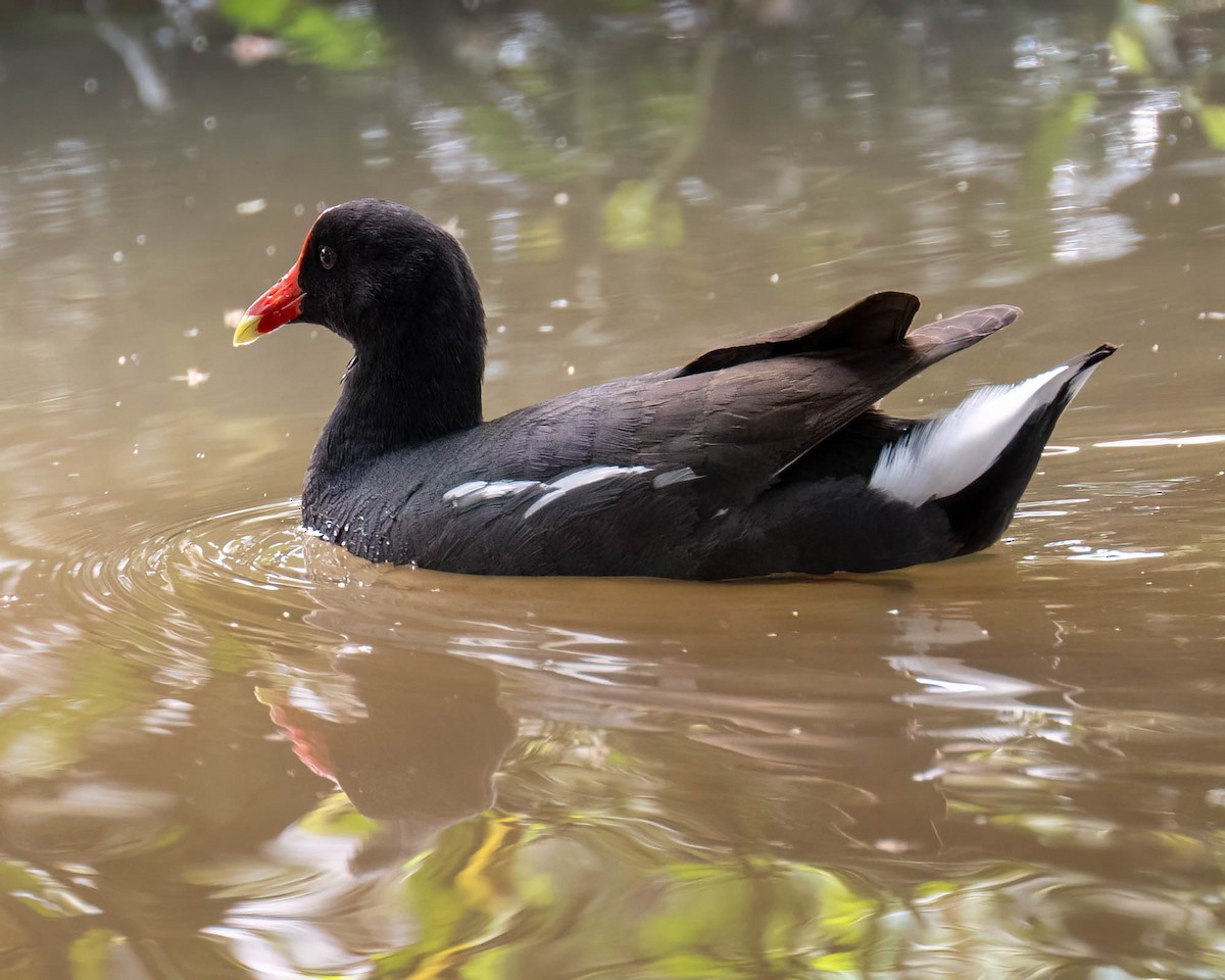 סופית אמריקנית - ML646175910