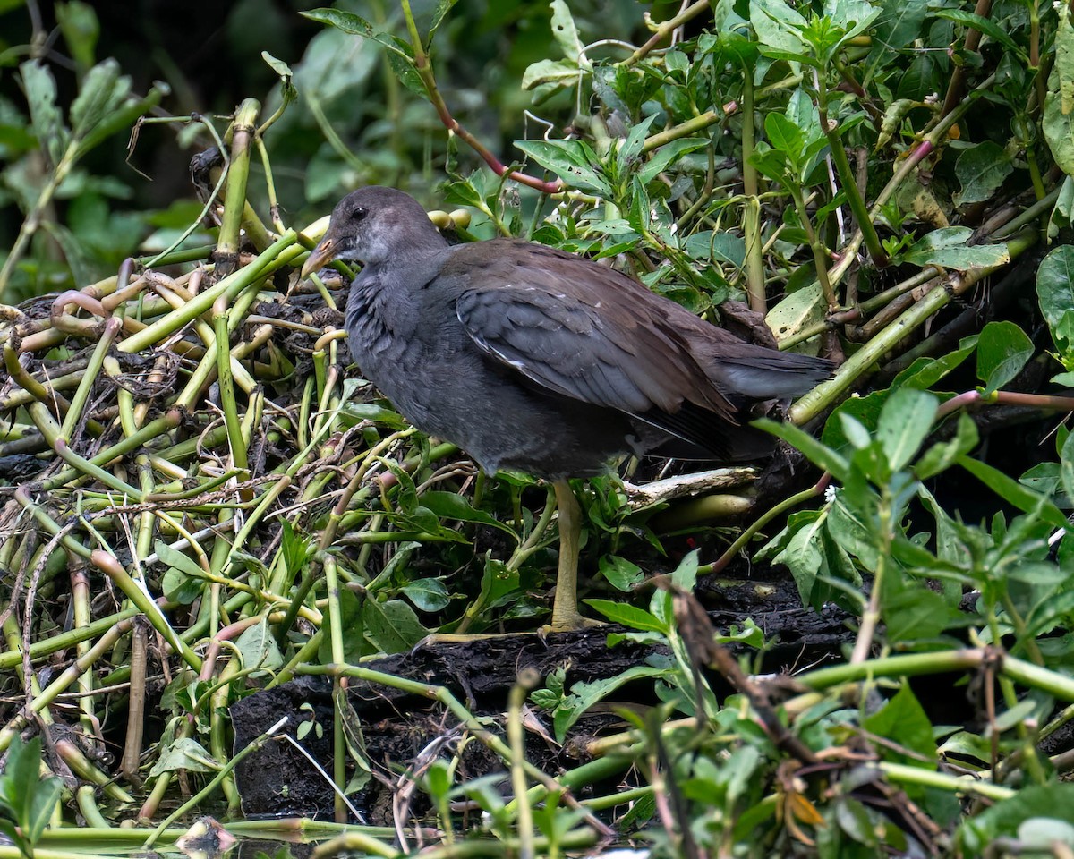 סופית אמריקנית - ML646175911
