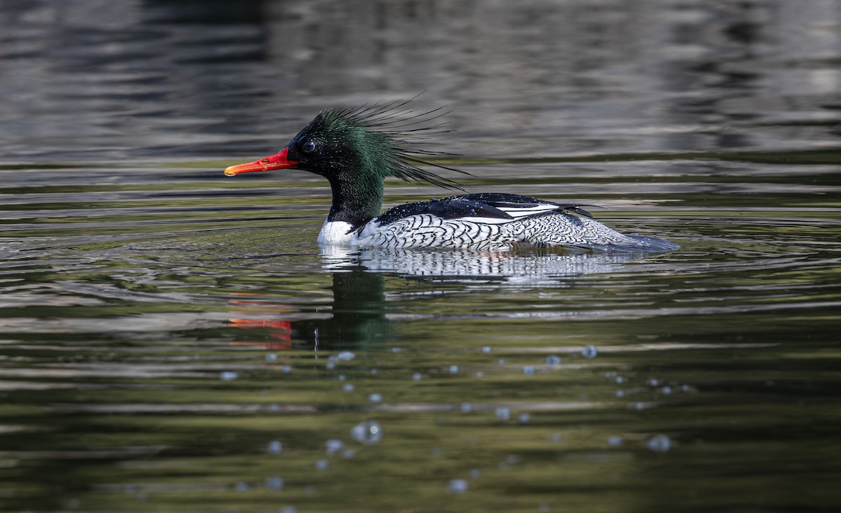 Scaly-sided Merganser - ML646175912