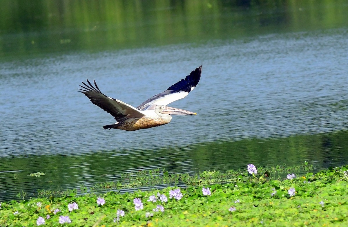Spot-billed Pelican - ML646175917
