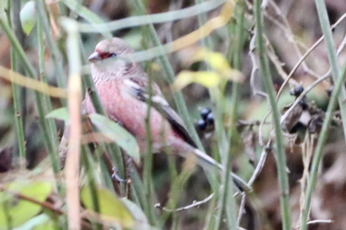 Long-tailed Rosefinch - ML646175922