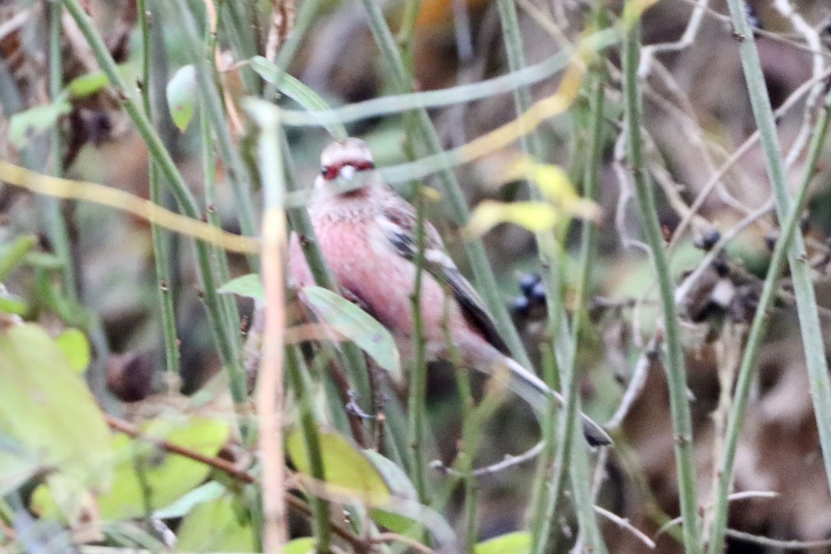Long-tailed Rosefinch - ML646175923