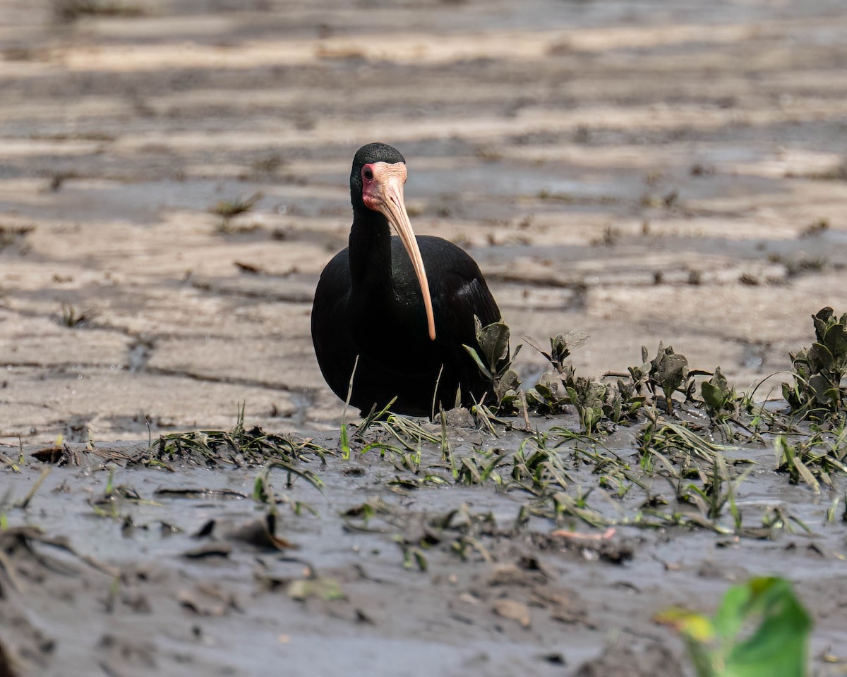 Bare-faced Ibis - ML646175926