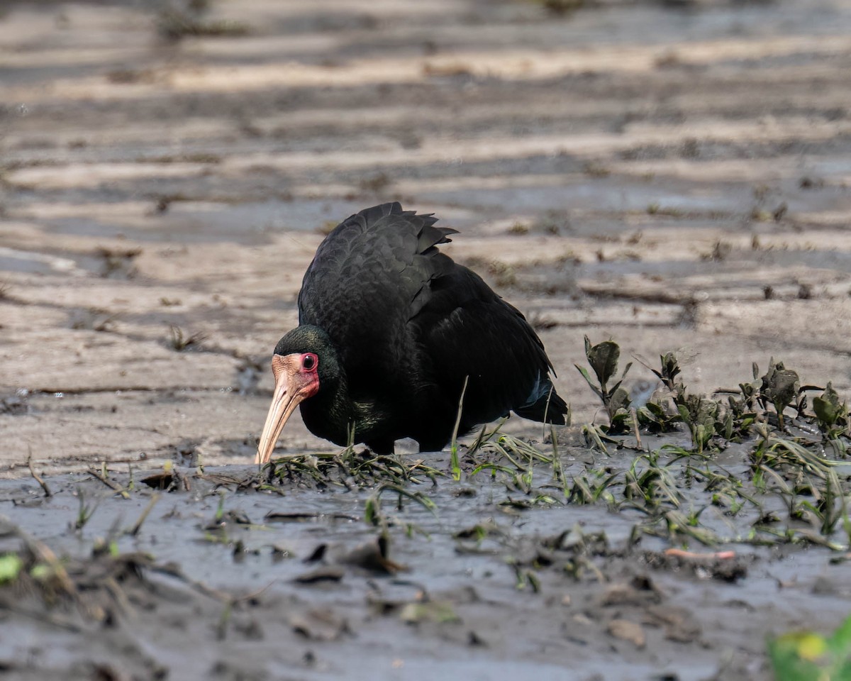 Bare-faced Ibis - ML646175927