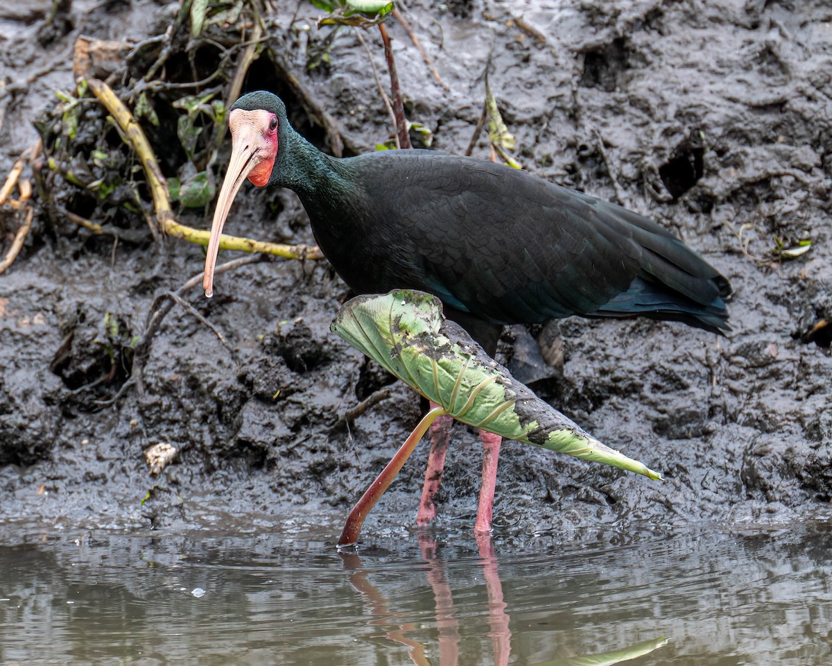 Bare-faced Ibis - ML646175928