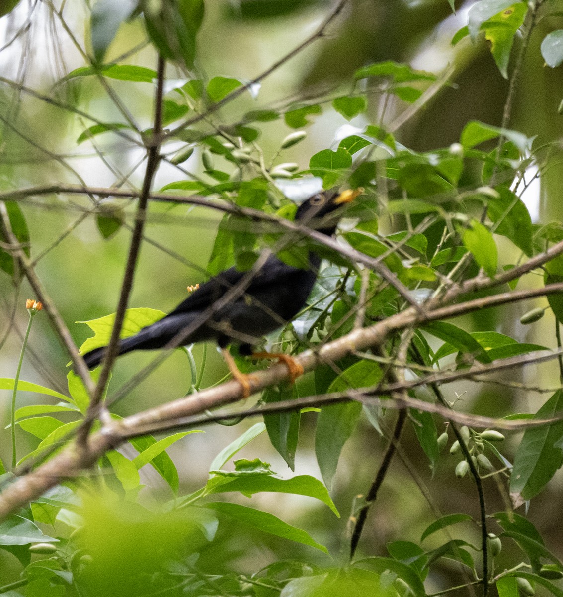 Yellow-legged Thrush - ML646175936