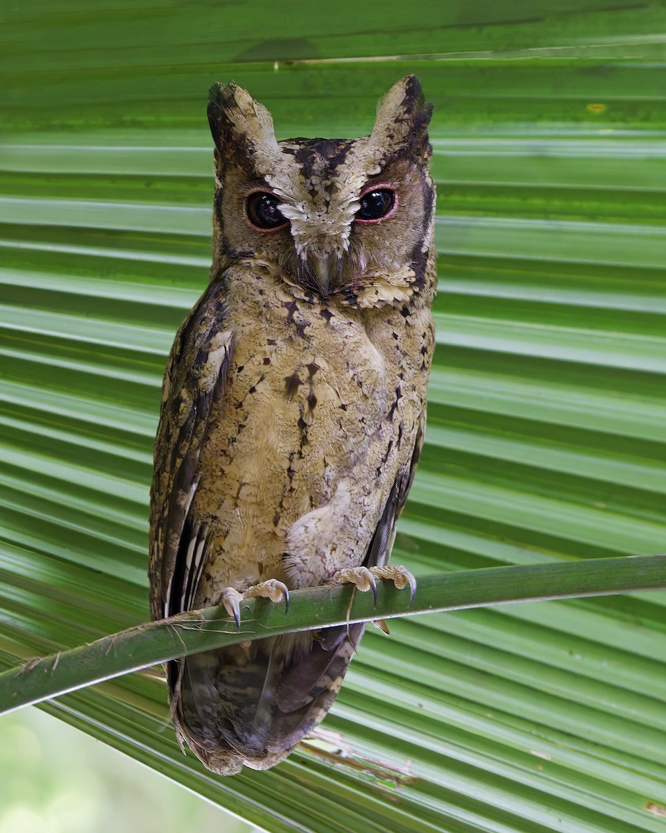 Collared Scops-Owl - ML646175954