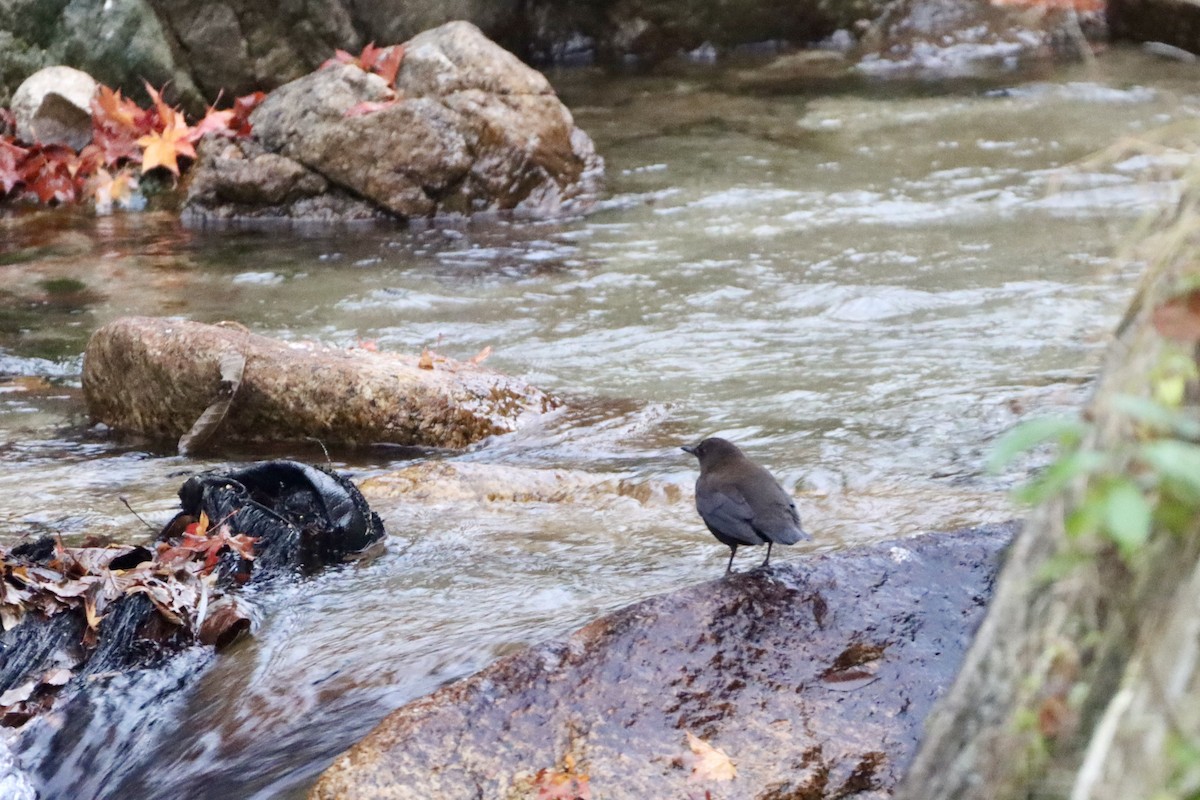 河烏 - ML646175955