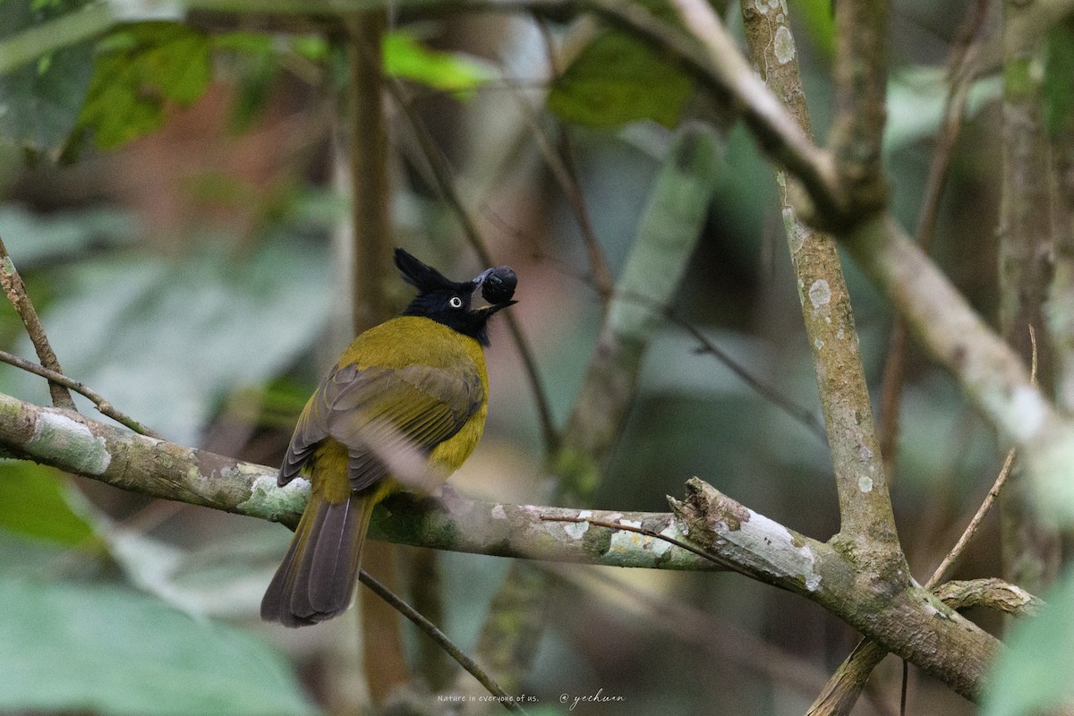 Black-crested Bulbul - ML646175957