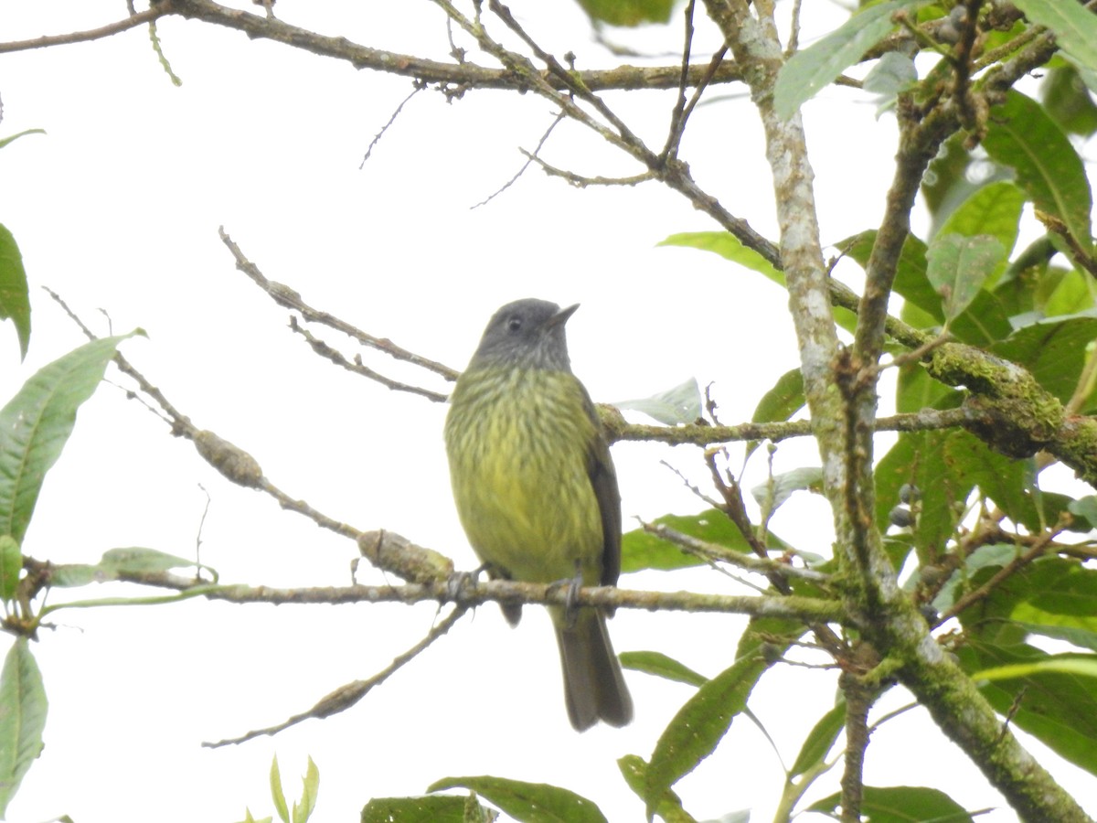 Streak-necked Flycatcher - ML646175960