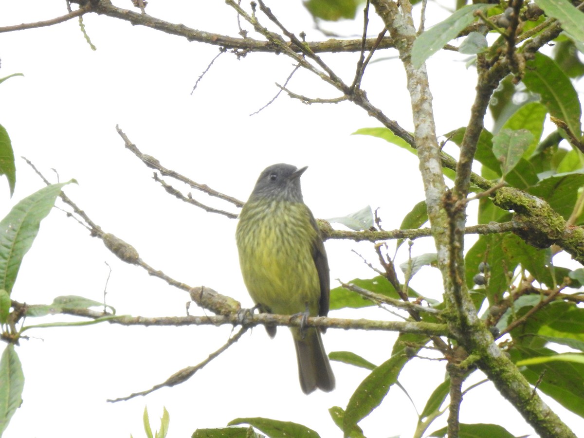 Streak-necked Flycatcher - ML646175961