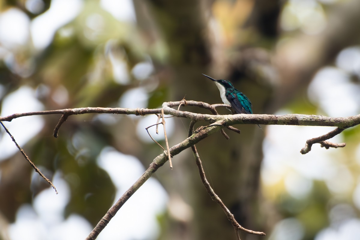 Black-eared Fairy - ML646175975