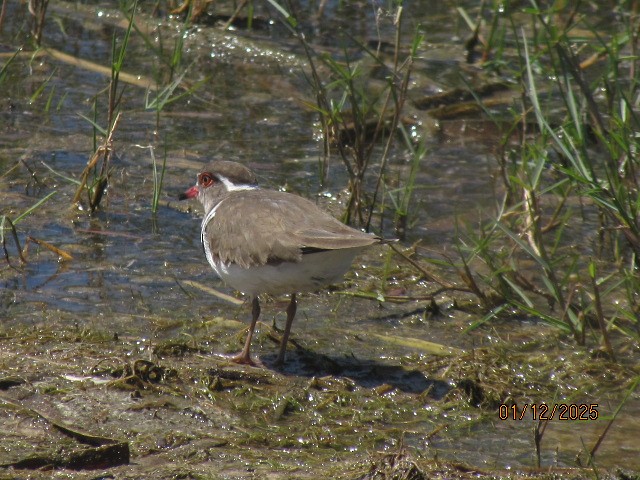 Dreiband-Regenpfeifer - ML646175976