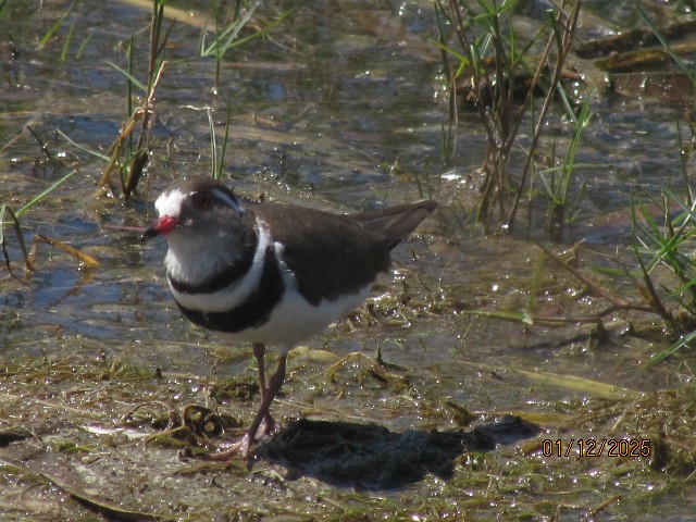 Three-banded Plover - ML646175977
