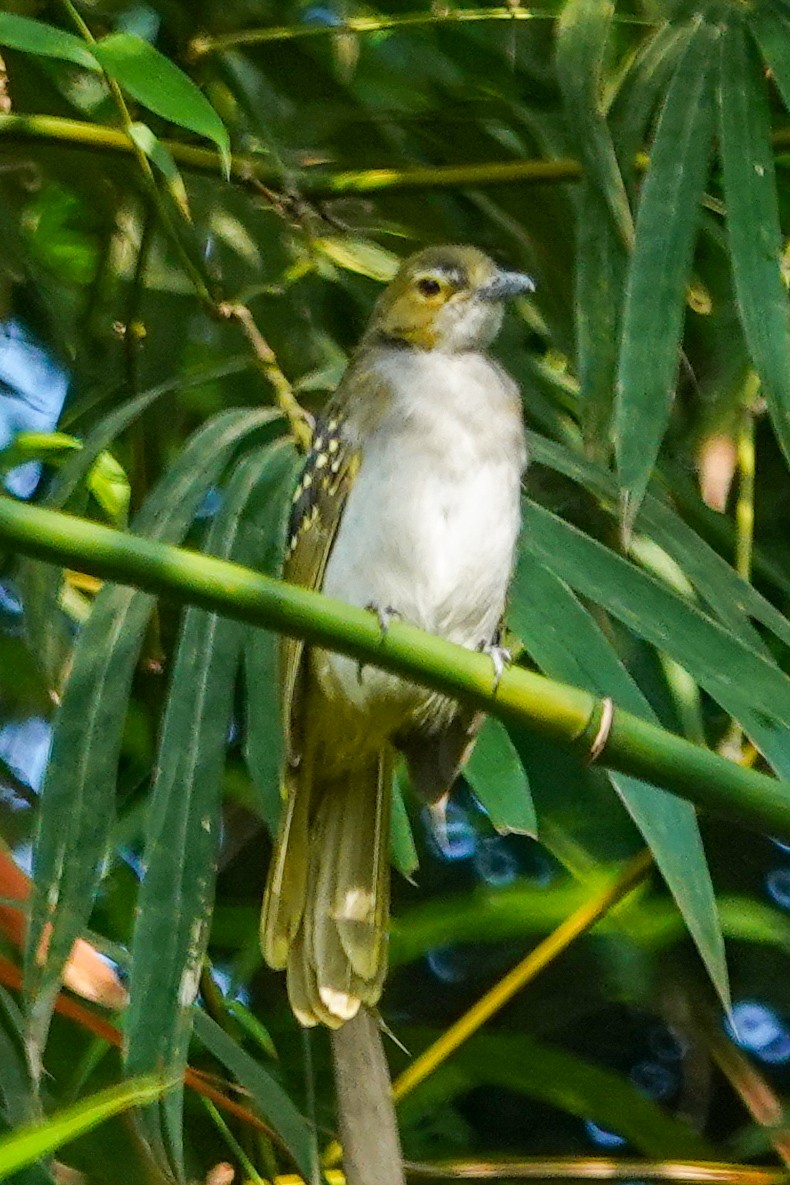 Western Nicator - ML646175978