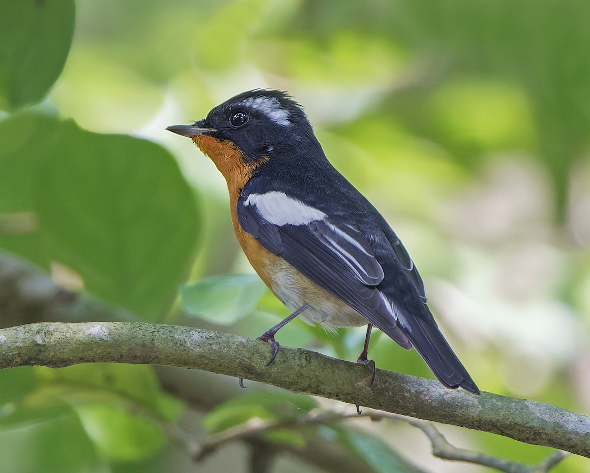 白眉黃鶲 - ML646175979